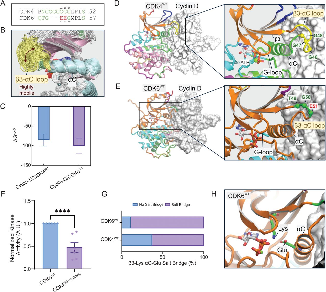 Longer β3-αC loop of CDK4 is the key in the binding interface between CDK4 and cyclin-D and decouples N-lobe β-strands and αC-helix, negatively regulating their activities.(A) Sequence alignment of the β3-αC loop region in CDK4 and CDK6. This panel shows the β3-αC loop of CDK4 has a significantly longer sequence of glycine residues than CDK6.(B) Structural overlay of flexible β3-αC loop region from the trajectories of CDK4WT. The overlay demonstrates the highly mobile nature of the β3-αC loop in CDK4WT.(C) Binding free energy (ΔGCycD) of cyclin-D with CDK4WT and CDK6WT. The bars represent the calculated ΔG for the binding of cyclin-D to wild-type CDK4 (left, blue) and wild-type CDK6 (right, purple). More negative values indicate stronger binding, with error bars representing the standard deviations.Community network of (D) cyclin-D/CDK4WT and (E) cyclin-D/CDK6WT complexes. In the CDK4 complex (D), the G-loop and αC-helix are in different communities, whereas in the CDK6 complex (E), they are in the same community. Different colors of the cartoon representation of CDKs represent distinct communities.(F) Normalized kinase activity of cyclin D1-CDK6WT and cyclin D1-CDK6β3-αC(CDK4) fusions toward RbC. (N = 6; ****P<0.0001)(G) Probability of β3-Lys and αC-Glu salt bridge formation. This bar graph shows the higher probability of the formation of the β3-Lys and αC-Glu salt bridge in CDK6WT compared to CDK4WT. The higher probability in CDK6WT suggests more stable active conformation.(H) Snapshot highlighting the Lys-Glu salt bridge in CDK6WT. This conformation is characteristic of the active conformation of kinases.
