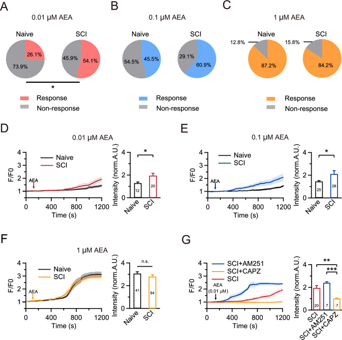 The increased sensitivity of AEA-TRPV1 increases cytosolic calcium after SCI. A Pie charts showing the proportion of responding and non-responding neurons to 0.01 μM AEA using calcium imaging in both naive and SCI groups. Comparisons between groups were carried out using a Fisher’s exact test. *p < 0.05. B Similar to (A), but in the presence of 0.1 μM AEA. n.s., not significant. C Similar to (A), but in the presence of 1 μM AEA. n.s., not significant. D Left, neuronal [Ca2+]cyto responses to 0.01 μM AEA in both naive and SCI groups. AEA was administered 120 s after the start of the recording. Right, statistics for the normalized fluorescence intensity (normalized to the first 120 s) of [Ca2+]cyto in neurons in the naive and SCI groups using a Mann Whitney test. *p < 0.05. E Similar to (D), but in the presence of 0.1 μM AEA. *p < 0.05. F Similar to (D), but in the presence of 1 μM AEA. n.s., not significant. G AEA (0.01 μM) induced changes in [Ca2+]cyto on DRG neurons after SCI with pre-treatment with CAPZ (10 μM, yellow) or AM-251 (1 μM, blue)