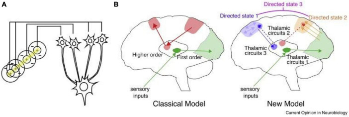 Thalamic control of functional cortical connectivity. (A) The classical transformation of visual representation from center/surround to orientation tuning involves drive from the lateral geniculate nucleus (LGN) to primary visual cortex, where the resulting cortical representation is dependent on thalamic input (information transmission). (B) The classical model reflects the idea of information relay from the LGN, which is shared by other sensory systems (green), and extended to account for thalamic nuclei that receive driving inputs from the cortex rather than subcortical or sensory inputs. The new model suggests that many of these circuits operate to enhance connectivity within a cortical region (e.g., blue), or across different cortical areas (e.g., orange). In these scenarios thalamic inputs do not necessarily drive spiking (do not dictate cortical spike times), but rather enhance how spike times are generated in response to specific inputs (either local, or from area A, B, C, etc.). A particular connectivity pattern reflects a directed arousal state, as defined in this review. Such states can encompass multiple cortical nodes and utilize multiple thalamic amplifiers (e.g., directed state 3), depending on the complexity of the associated cognitive process.