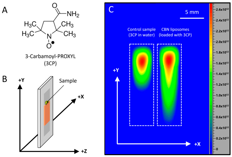 (A) Chemical structure of the spin probe 3-carbamoyl-PROXYL (3CP). (B) Schematic illustration of the experimental setup: a gelatin plate with the test sample applied on top, as positioned inside the EPRI resonator. (C) X-band 2D EPR image (XY plane) acquired 30 min after sample placement. The image includes two regions: the left corresponds to the control sample (aqueous solution of 3CP) and the right to CBN liposomes loaded with 3CP. Signal intensity is shown in arbitrary units using a color scale representing 3CP concentration: red indicates the highest levels, yellow and light green indicate moderate levels, and dark green to blue indicates low concentrations.