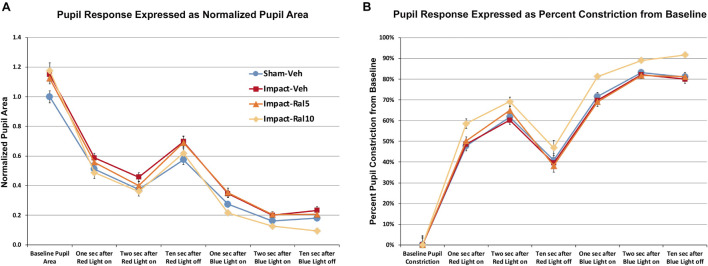 Pupil responses to red and blue light ∼7 months after impact. (A) Pupil area is shown normalized to the pre-illumination baseline for sham mice. Pupil size at rest was greater in all groups of impact mice (including drug treated) than in sham mice (p = 0.0362), as well as during red light in the case of impact-vehicle mice (p = 0.0059) and blue light in the case of impact-vehicle mice (p = 0.0009) and impact-ral5 mice (p = 0.0033). (B) Pupil size is plotted as the % constriction from baseline for each group of mice. The % constriction during red and blue light was no different in sham, impact-vehicle, and impact-ral5 mice. Although 10 mg/kg raloxifene did not rescue the increase in resting pupil size caused by impact (p = 0.0086), it did normalize the absolute magnitude of constriction caused by red light and yielded hyperconstriction to blue light (p = 0.0014). As a result, % pupil constriction from baseline in response to blue light was significantly greater in impact-ral10 mice than in sham (p = 7.6 × 10− 8), as was the % constriction to red light (p = 0.0001). Errors bars are SEMs. Animal numbers: 21 sham-vehicle mice, 25 impact-vehicle mice, 22 impact-ral5 mice, and 14 impact-ral10 mice.