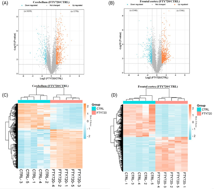 Volcano plots (A) and (B) indicating differentially expressed proteins in cerebellum and frontal cortex of FTY720 treated group compared to control group; the x‐axis represents log2 fold change in abundance in FTY720 treated group versus control group, while y‐axis represents −Log10 p‐value. Heatmaps (with hierarchical clustering) (C) and (D) showing the log‐transformed ratios of differentially expressed proteins from CB and FC samples respectively (FTY720 treated vs. control). CB, cerebellum; FC, frontal cortex