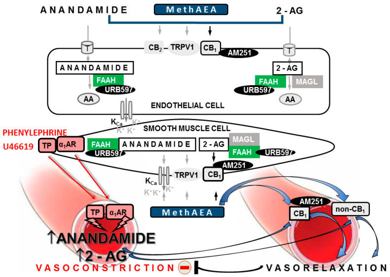 Summary of the mechanisms of the vasodilatory effects of endocannabinoids and their interaction with chosen vasoconstrictors in the resistance vasculature. The mesenteric arteries are used as an example. Endocannabinoids anandamide and 2-arachidonoylglycerol (2-AG), as well as methanandamide (MethAEA, synthetic stable analog of anandamide), induce relaxation of the mesenteric arteries via CB1-dependent and CB1-independent mechanisms (non-CB1). CB1 receptors are located in smooth muscle or endothelial cells. Non-CB1-mediated pathways include CB2 receptors, transient receptor potential vanilloid type-1 (TRPV1) and others. Stimulation of CB1 and non-CB1 pathways, in turn, may result in the activation of calcium-dependent potassium channels (KCa) and hyperpolarization of smooth muscle cells. In addition, anandamide and 2-AG are metabolized to arachidonic acid (AA) via fatty acid amide hydrolase (FAAH) and monoacylglycerol lipase (MAGL), respectively. AA may be further converted into either vasodilator or vasoconstrictor eicosanoids (reviewed in [1,3]). Vasoconstrictors (e.g., agonists of α1-adrenergic receptors, phenylephrine or thromboxane TP receptors, thromboxane A2 analog—U46619) in addition to their direct contractile effects, indirectly mediate the rapid biosynthesis of endocannabinoids. Endocannabinoids may then activate the CB1- and non-CB1-dependent vasodilatory effects. The above-mentioned endocannabinoid negative feedback leads to the reduction of the agonist-induced vasoconstriction. The components of the endocannabinoid system and drugs that were considered in this study are marked in black frames. AM251—the antagonist of CB1 receptors; URB597—the FAAH inhibitor; T—endocannabinoid membrane transporter; black and gray arrows designate CB1- and non-CB1-mediated receptor changes, respectively; the red minus sign indicates reduction.