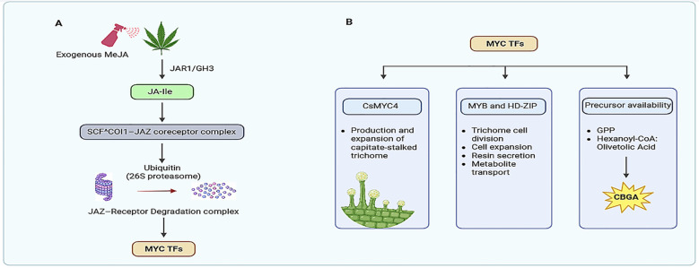 Biological pathway diagram with two panels. Panel A shows exogenous methyl jasmonate (MeJA) applied to a cannabis leaf, initiating the JA-Ile pathway that leads to degradation of the JAZ-receptor complex and activation of MYC transcription factors. Panel B illustrates that these MYC transcription factors regulate trichome production and CBGA precursor biosynthesis through the action of CsMYC4, MYB/HD-ZIP transcription factors, and precursor availability.