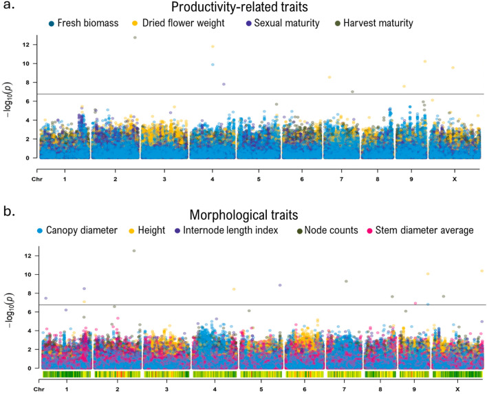 Genome-wide association studies (GWAS) for nine agronomic and morphological traits in drug-type cannabis. Manhattan plot for productivity-related traits (a) and morphological traits (b). Each circle indicates the degree of association for a marker with a trait (y axis), while the x axis shows the physical position of each marker on a given chromosome across the genome. The horizontal grey line indicates the significance threshold (p-value = 1.77 × 10−7, false discovery rate < 0.05). Marker-trait associations were performed with the Bayesian-information and linkage-disequilibrium iteratively nested keyway (BLINK) method.