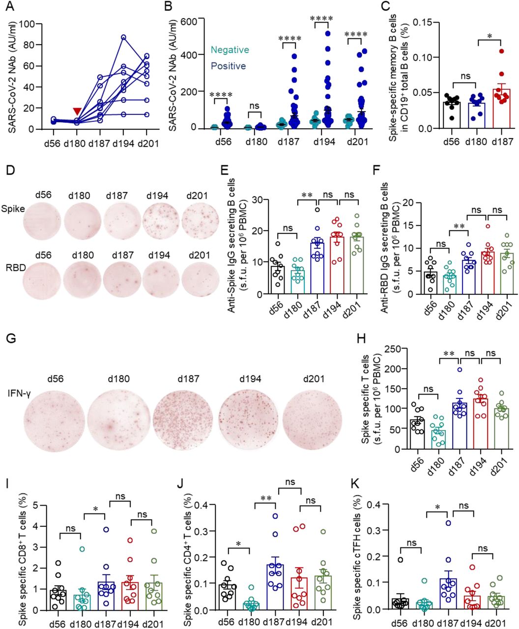 Immune responses in healthcare workers with minimal serologic response to a standard two-dose vaccination schedule.(A) Serum NAbs in HCWs with minimal serologic response to a standard two-dose vaccination schedule were analyzed longitudinally at different time points before and after the third dose (red arrow). (B) Comparison of NAbs between vaccinees with negative or positive serological responses to a standard two-dose vaccination schedule. (C) Percentages of spike-specific memory B cells in HCWs with a negative serological response to a standard two-dose vaccination schedule. (D-F) Numbers of spike- or RBD-specific IgG-producing B cells in HCWs with a negative serological response to a standard two-dose vaccination schedule. (G, H) Numbers of spike-specific IFNγ producing T cells as detected by ELISpot in HCWs with a negative serological response to a standard two-dose vaccination schedule. (I-K) Spike-specific T cells, including CD69+4-1BB+CD8+ T cells, OX40+4-1BB+CD4+ T cells and CXCR5+OX40+4-1BB+ cTFH in HCWs with a negative serological response to a standard two-dose vaccination schedule. Comparisons were done by Wilcoxon rank sum test in B and One-way ANOVA corrected for multiple comparison in the rest panels. *p<0.05, **p<0.01, ****p<0.0001; ns, not significant.