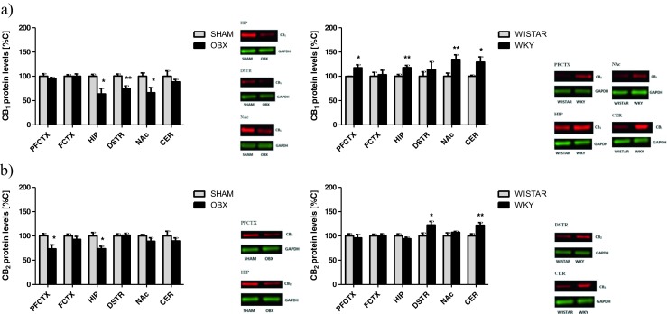 Changes in the expression of CB receptors CB1 (a) and CB2 (b) in brain structures from OBX and WKY rats. PFCTX prefrontal cortex, FCTX frontal cortex, HIP hippocampus, DSTR dorsal striatum, NAc nucleus accumbens, CER cerebellum, OBX bulbectomized rats, WKY Wistar Kyoto rats. All data are expressed as mean ± SEM. N = 8 rats/group. *p < 0.05; **p < 0.01 vs SHAM-operated or Wistar rats