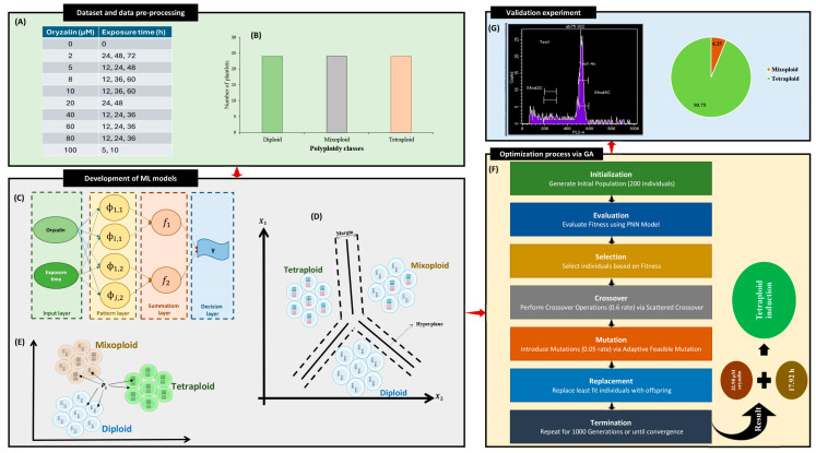 Schematic representation of the data-driven approach for modeling and optimizing in vitro tetraploid induction in cannabis; (A) different treatments for generating the dataset, (B) the distribution of the plantlets in each ploidy level, (C) probabilistic neural network, (D) support vector classification, (E) k-nearest neighbors, (F) genetic algorithm, and (G) validation experiment.