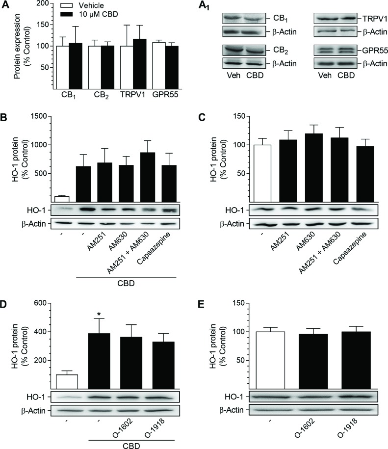 Presence of potential target receptors of CBD in HUASMC and investigation of their involvement in CBD-mediated induction of HO-1 proteinFor analysis of target receptor presence, HUASMC were incubated with 10 µM CBD or vehicle for 24 h (A, A1). For investigation of receptor involvement, HUASMC were pre-incubated with AM251 (CB1 antagonist), AM630 (CB2 antagonist), capsazepine (TRPV1 antagonist), O-1602 (GPR55 agonist) or O-1918 (GPR55 antagonist) at respective concentrations of 1 µM for 1 h and then further co-incubated with (B, D) or without (C, E) 10 µM CBD for 24 h. Following incubation, cells were harvested and lysates were analyzed for protein expression of targeted receptors (A, A1) or HO-1 (B–E). Protein expression values were normalized to β-actin. Percentage of control represents comparison with the respective vehicle-treated time-matched group (set as 100%), according to densitometric analysis. Western blot images are representative of each experiment. Values are means ± SEM of n = 3 (A), n = 5 (B, C, D) or n = 6 (E) experiments. *P < 0.05 vs. vehicle-treated group; one-way ANOVA plus Šidák post hoc test. Statistical analysis performed by Student’s two-tailed t-test (A), one-way ANOVA plus Šidák post hoc test (B) or one-way ANOVA plus Dunnett post hoc test (C, E), revealed no significant differences between CBD- and vehicle-treated groups (A, B), between cells treated with CBD alone or in combination with receptor activity-modulating substances (B, D) or between vehicle-treated groups and groups treated with receptor activity-modulating substances (C, E).