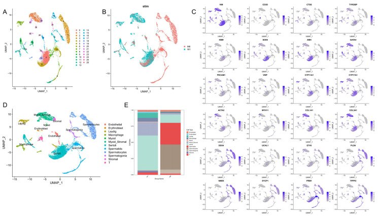Classification of single-cell subpopulations and their visualization. (A) UMAP clustering analysis of all testicular cells. (B) Cell clusters in UMAP according to groups, with cells colored based on age. (C) The expression pattern of the selected marker genes on the UMAP map. (D) UMAP plots of testicular cell clusters defined by scRNA-seq analysis; different colors represent different cell types. (E) The percentage of cells in each of the 11 clusters in two samples (Y-axis). Clusters are distinguished by color.