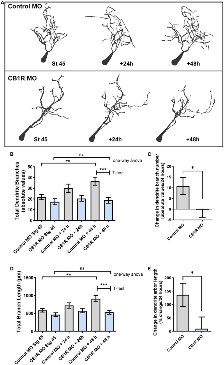 Single-cell CB1R knockdown decreases the branching and growth of tectal neurons in vivo. (A) Tracings of sample neurons in stage 45 tadpoles transfected with Alexa 488 dextran and lissamine-tagged Control MO or CB1R MO and imaged in vivo by two-photon confocal microscopy over the course of 3 days. Dendritic arbors were digitally reconstructed in three-dimensions using the Neuromantic tracing software and rendered for illustration purposes using Adobe Photoshop. (B) Dendritic arbors of neurons with CB1R MO had a similar number of branches as Control MO neurons at stage 45 after but possessed a significantly a lower number of branches than controls by the 48-h imaging time point. (C) Quantifying the rate of branch addition as the change in branch number in every 24 h-imaging intervals showed that neurons transfected with Control MO increased their complexity by adding new branches, neurons transfected CB1R MO failed to increase the complexity of their dendritic arbor. (D,E) Quantification of total dendritic arbor length reveals that tectal neurons with CB1R MO fail to increase their dendritic arbor length (D) and grow at a lower rate (E) than Control MO transfected neurons (n = 29 neurons per condition). Statistical analysis by one-way ANOVA and Student’s t-test. Mean ± SEM. *p ≤ 0.05, **p ≤ 0.005, ***p ≤ 0.001.