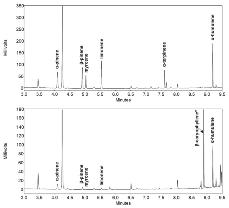 Chromatograms (displayed tR = 3.0–9.5 min) of terpene standard solution (top) and hemp plant extract (bottom). *β-caryophyllene was identified by mass-spectrometric data.