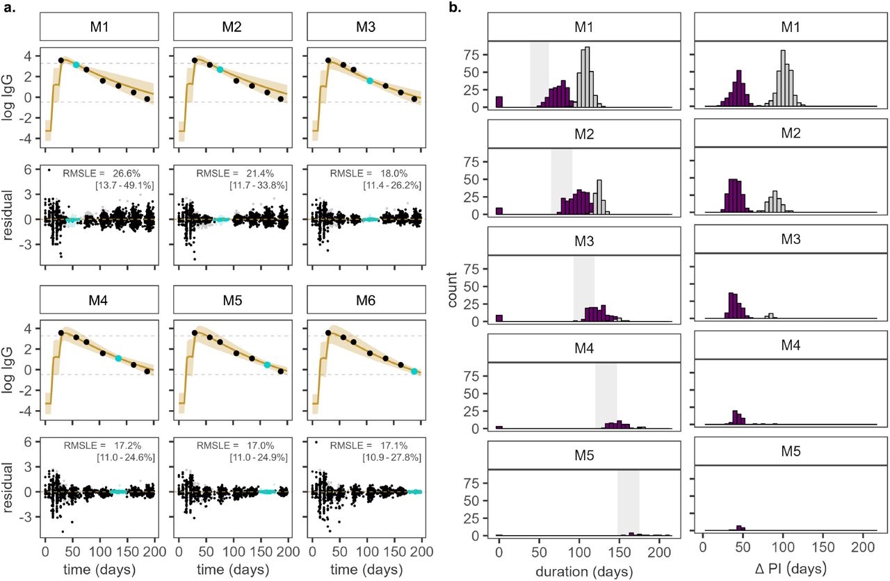 Prediction of antibody response on the test data set.(a) Predicted IgG antibody trajectories (yellow) for one example individual from the test data set. One measurement is provided between months one (M1) and six (M6) for model adjustment (light blue), the remaining data points (black) are unknown to the model. The solid line represents the geometric mean prediction, shaded areas indicate the 90 % posterior predictive interval. Residuals and the RMSLE for antibody levels after receipt of the second vaccine dose (median, IQR) are shown for the full test population, where lighter shades are used for measurements above the limit of quantification. (b) Predicted median duration of protection by sample time (left) and width of the 90 % prediction interval (PI, right) for measured antibody levels above the protective threshold. Individuals that never cross the protective threshold are represented with a duration of protection of 0. Purple and grey indicate that the provided measurement falls below or above the antibody assay’s upper limit of quantification, respectively.
