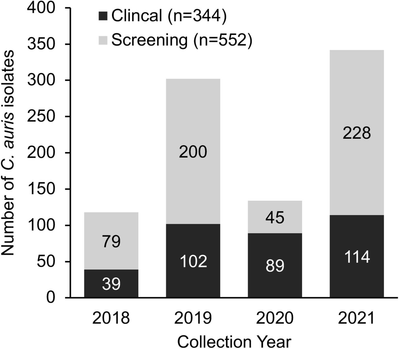 Chicago C. auris cases by specimen type, August 1, 2018-December 31, 2021.New screening cases (grey) and clinical infections (black) indicated in bar color. A person may be counted twice, as both a screening and clinical case.
