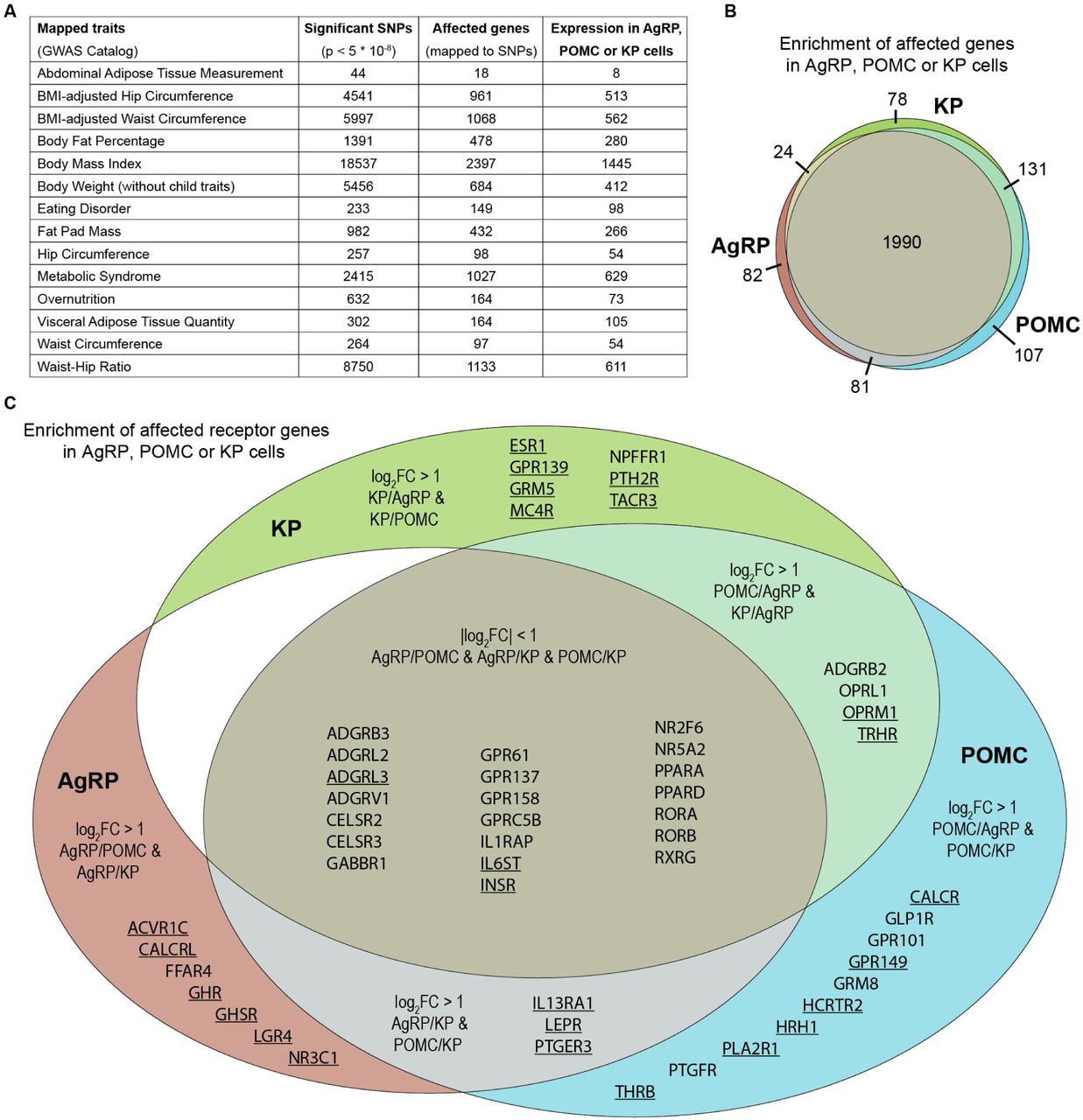 Transcripts expressed in AgRP, POMC or KP neurons that were associated with metabolic disorders.A: Table summarizing reported single nucleotide polymorphisms (SNPs), associated genes, and corresponding transcripts detected in AgRP, POMC, or KP neurons, linked to metabolic traits in the GWAS Catalog database (Tables S5-S6). Transcripts were included if they had a mean TPM ≥ 10 and at least 5 reads in each sample of the same neuronal phenotype. B: Cell type-dependent distribution patterns of 2,493 trait-associated transcripts (Table S7). C: Expression profiles of 52 receptor mRNAs linked to metabolic disorder traits (Table S8). Underlined gene symbols denote statistically significant differential expression between any two cell types (p.adj. < 0.05, DESeq2). Gene sets showing at least twofold enrichment (log2 fold change ≥ 1) were categorized as either cell type-specific or shared between two cell types relative to the third. (Genes in the largest intersection show no preferential enrichment in any single cell type.)