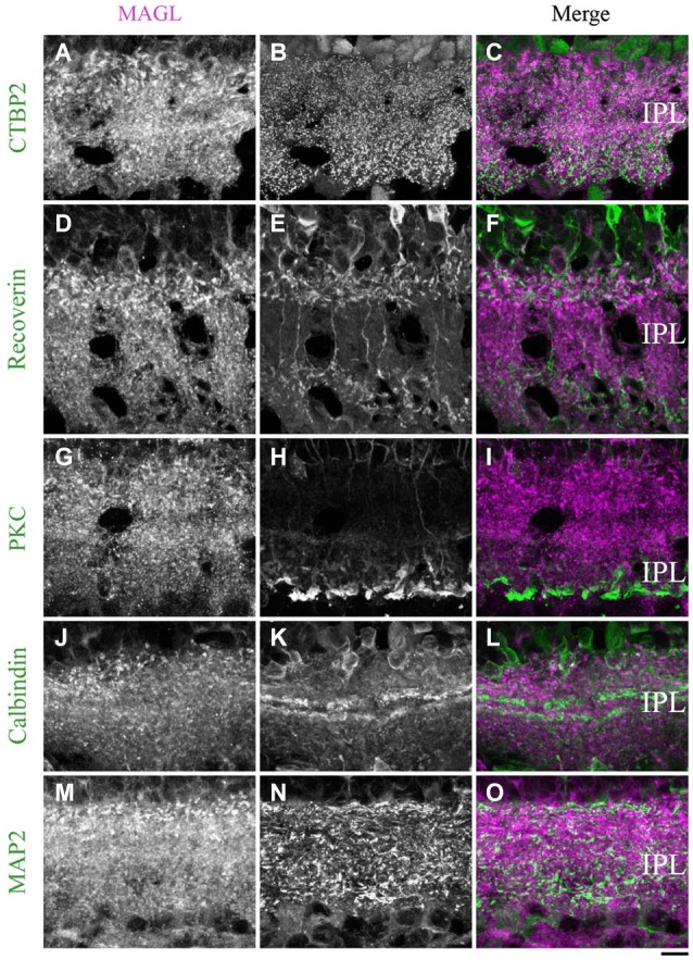 MAGL immunoreactivity in the inner plexiform layer. (A–L) confocal micrographs of adult retinas co-immunolabeled for MAGL and several markers for axon terminals of bipolar cells (CtBP2), axon terminals of type 2 and 8 cone bipolar cells (recoverin), axon terminals of rod bipolar cells (PKCα) or dendrites of ganglion cells (MAP2). MAGL is localized in the axon terminals of bipolar cells (A–C), but not in the axon terminals of type 2 and 8 cone bipolar cells (D–F) or rod bipolar cells (G–I). MAGL is not expressed in the dendrites of amacrine (J–L) or ganglion cells (M–O). IPL, inner plexiform layer. Scale bar = 10 µm.