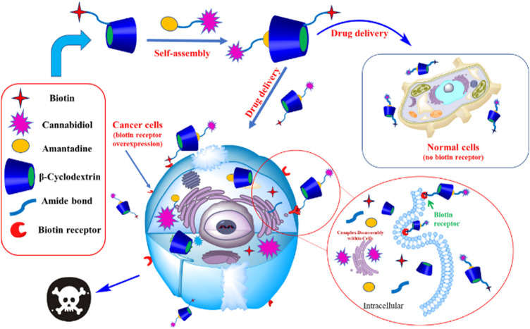 The preparation process of AD-CBD/BIO-CD complex and the mechanism of killing cancer cells.