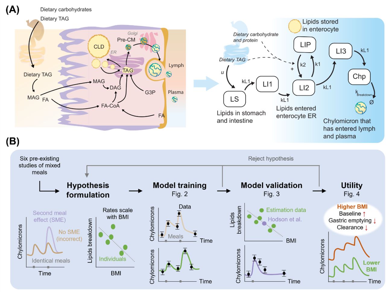 Study setup and approach.(A) Physiological processes involved in enterocyte lipid absorption from intestine (left) translated into a mathematical model (right). (B) Methodology and workffow. The model development was conducted in stages: Hypothesis formulation, where a hypothesis was translated into a mathematical model; Model training, where the model was trained to six heterogenous studies both individually (Fig. S1) and jointly; Model validation, where the model’s ability to predict independent data was tested; and Utility, where the model was used to predict various repeated meal interventions for individuals with different BMI.