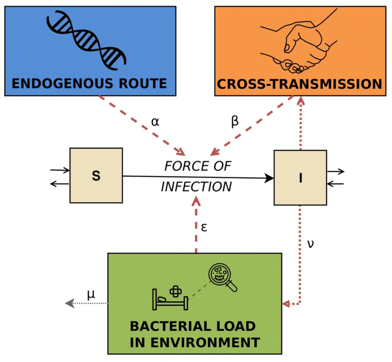 Schematic of the full transmission model.It represents the three different routes, i.e. endogenous route, cross-transmission and environmental contamination.