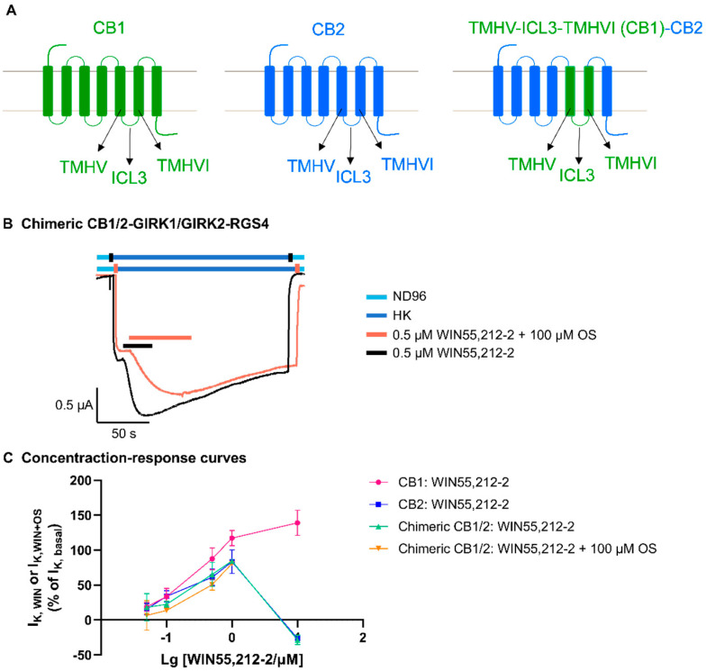 The effect of OS compound on the chimeric CB1/2 receptor. (A) Sketches of the CB1, CB2, and the chimeric CB1/2 structures. (B) Representative electrophysiological current traces were recorded for the application of 0.5 μM WIN55,212-2 + 100 μM OS (orange trace) and 0.5 μM WIN55,212-2 (black trace) to chimeric CB1/2-GIRK1/GIRK2-RGS4 coupling systems expressed in oocytes following IK,basal. OS did not change the response of WIN55,212-2-induced receptor-dependent inward K+ currents upon IK,basal (IK,WIN). This panel is representative of at least three independent experiments (n ≥ 3). (C) WIN55,212-2 concentration–current response curves for activating and blocking CB1, CB2, and chimeric CB1/2 receptors in coupling systems expressed in oocytes. All experiment data points are representative of at least three independent experiments (n ≥ 3) and data are plotted as mean ± SD.