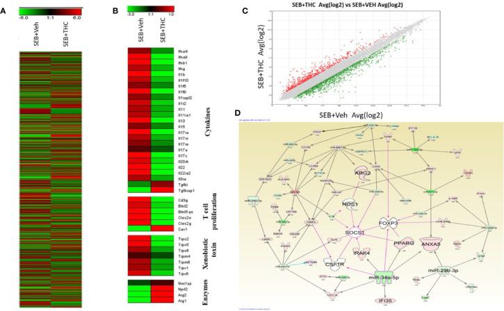 THC treatment affects transcriptional profiles of gene expression in lung infiltrated MNCs of mice exposed to SEB. Groups of five mice were treated with SEB + Veh or SEB + THC as described in Figure 1 legend. MNCs from the lungs were isolated and subjected to transcriptional analysis as described in Methods. (A) Heat map of all genes in SEB + Veh and SEB + THC groups. (B) Heat map showing specific genes associated with cytokines, T cells proliferation, xenobiotic toxin, and in enzymes in SEB + Veh vs. SEB + THC groups. (C) Scatter plot up- and downregulated genes post calculation of total genes (linear). (D) Shows relationship between genes and miRs post IPA analysis of dysregulated genes detecting the genes regulating Tregs and MDSCs to miRs.