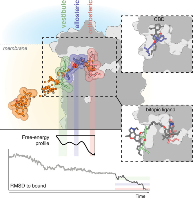The binding pathway of JWH-133 to the orthosteric site of CB2R. JWH-133 (in orange) diffuses through the membrane to reach a minimum in the free-energy profile in which JWH-133 (in green) contacts a membrane vestibule or lipid-facing cavity. Subsequently, JWH-133 (in blue) moves to a second allosteric minimum or bundle-facing cavity in the trajectory. Finally, JWH-133 (in pink) moves to the most stable minimum in the pathway at the orthosteric binding site. Ligand positions during the pathway are shown by dots. RMSD values (light gray from unbiased MD simulations, dark gray from well-tempered metadynamics) relative to the reference docked binding mode of JWH-133 at the orthosteric site and a representative free-energy profile obtained in well-tempered metadynamics are shown. Color bars indicate the different locations of the ligand. Comparison of our previously reported binding mode of the negative allosteric modulator cannabidiol (CBD, gray)63 and JWH-133 at the allosteric minimum or bundle-facing cavity (in blue), and the binding mode of a bitopic ligand (compound 22, gray)78 and JWH-133 at the vestibule or lipid-facing cavity (in green) and the orthosteric binding site (in pink).