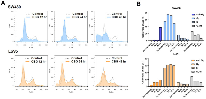CBG treatment increases sub-G1 population via G1 arrest. (A) SW480 and LoVo cells were treated with 30 μM CBG for 48 hours. After that, cells were stained with propidium iodide for FACS analysis. (B) Graphs show percentage of each cell cycle distribution.