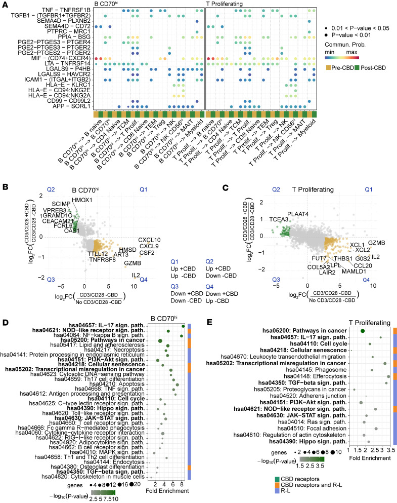 B CD70hi and proliferating T cell types.The R-L interactions, expression signature, and pathways of B CD70hi and proliferating T cells were assessed pre-CBD and post-CBD. (A) B CD70hi and proliferating T cells were analyzed as the source population sending signals to other immune cells and themselves. R-L interactions that changed post-CBD included TNF-TNFRSF1B, TGFB1–(TGFBR1+TGFBR2), and ICAM1–(ITGAL+ITGB2). R-L communication profiles were inferred using CellChat for cells pre- and post-CBD treatment. Bubble plots show directional ligand-receptor (L-R) signaling where post-CBD has inhibition or activation. (B and C) Gene expression patterns in B CD70hi (B) and T (C) cells exhibited similarities across 2 comparisons: No CD3/CD28 –CBD vs. CD3/CD28 –CBD (x axis) and CD3/CD28 +CBD vs. CD3/CD28 –CBD (y axis). Scatterplots depict the log2 fold changes (log2FC) in gene expression. Each point represents a gene with statistically significant differential expression (adjusted P value < 0.05) in both comparisons. Genes exhibiting opposing directions of regulation, up in one comparison and down in the other, are highlighted (green, upregulated with CBD under stimulation; gold, downregulated with CBD under stimulation). (D and E) The top 300 genes were ranked by Euclidean distance from the origin and used for pathway analyses for B CD70hi cells (D) and T cells (E) via pathfindR. Genes with FDR-adjusted P value less than 0.05 were input into pathfindR using the BioGRID protein-protein interaction network and KEGG gene set. Enriched pathways were subsequently filtered to retain only those containing known CBD receptors or R-L interactions. The enrichment chart displays the filtered pathways, ranked by –log10(P value), representing those most plausibly linked to CBD’s immunomodulatory actions.