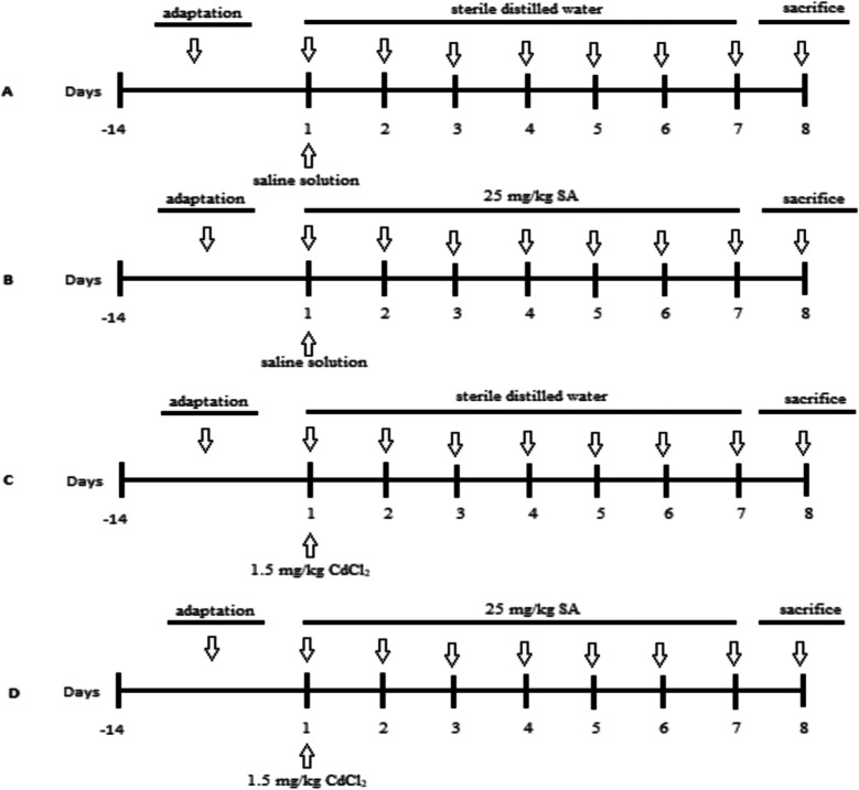 Experimental animal models. A Control group, B SA group, C CAD group, and D CAD + SA group