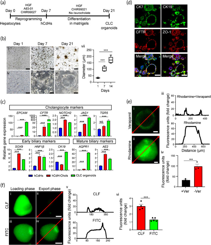 Differentiation of human chemically derived hepatic progenitor cells (hCdHs) toward biliary epithelial lineage in 3D organoid culture. (a) Schematic of the protocol used to generate hCdHs derived cholangiocyte‐like cell (CLC) organoids. (b) Representative phase contrast images of organoids on day 1, 7, and 14. Scale bars: 500 μm (i–iii), 100 μm (iv–vi). Changes in organoid size (vii) are shown as a box plot of means ± SEM, ***p < 0.001 (two‐tailed t‐test) (n = 5). (c) Reverse transcription quantitative real‐time polymerase chain reaction (RT‐qPCR) analysis of the indicated biliary cell marker genes in hCdHs and hCdH‐derived hCdH‐Chols differentiated toward cholangiocytes in 2D and 3D cultures for 14 days. Data are presented as means ± SEM of three individual experiments performed in triplicates (n = 3). ***p < 0.001 (two‐tailed t‐test). NS: not significant. (d) Representative images of double immunofluorescence staining with CK7, CFTR, CK19, and ZO‐1 antibodies. Scale bars: 50 μm. (e) Representative fluorescence confocal microscopy images demonstrating MDR1‐dependent transport of rhodamine 123 into the lumen of hCdH‐Chol organoids and its blockage by the MDR1 inhibitor verapamil (i and ii). Scale bar: 20 μm. Plot profiles of intraluminal fluorescence intensity along the area indicated by red line (iii) and mean intraluminal fluorescence intensity normalized over background (iv). Data are means ± SEM (n = 3–5). **p < 0.01 by two‐tailed t‐test. (f) Representative fluorescence confocal microscopy images demonstrating export of a synthetic bile acid analog cholyl‐lysyl‐fluorescein (CFL) from the lumen of CLC organoids (i–iv). Note that the control organoids loaded with fluorescein isothiocyanate (FITC) retained bright‐green fluorescence (iii and iv). Scale bars: 33 μm (i and ii), 20 μm (iii and iv). Plot profiles of the intraluminal fluorescence intensity (v) in organoids and mean intraluminal fluorescence intensity normalized over background (vi). Data are means ± SEM (n = 3–5). ***p < 0.001 by two‐tailed t‐test