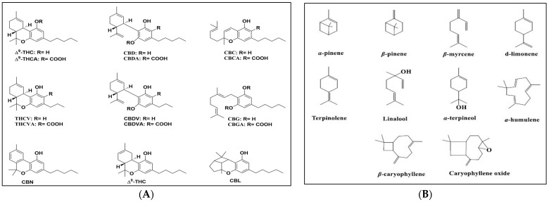 (A) Chemical structures of the tested cannabinoids and (B) terpenes.