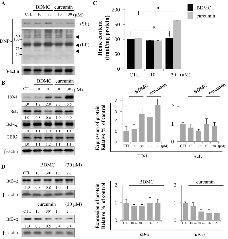 Expression of proteins regulating cell survival mediates apoptosis. (A) Relative production of reactive oxygen species (ROS) is shown using anti-2,4-dinitrophenol (DNP) with short and long exposure (SE and LE, respectively). B Black arrowheads indicate the increased ROS-binding unknown proteins; (B) The expression of HO-1, Bcl2, Bcl-xL and CBR2 was analyzed by Western blot; (C) Intracellular heme levels were measured by Heme colorimetric assay kit; (D) The expression of IκB-α was analyzed by Western blot, with β-actin used as a loading control. Data are expressed as mean ± S.D. (n = 3), * p < 0.05.