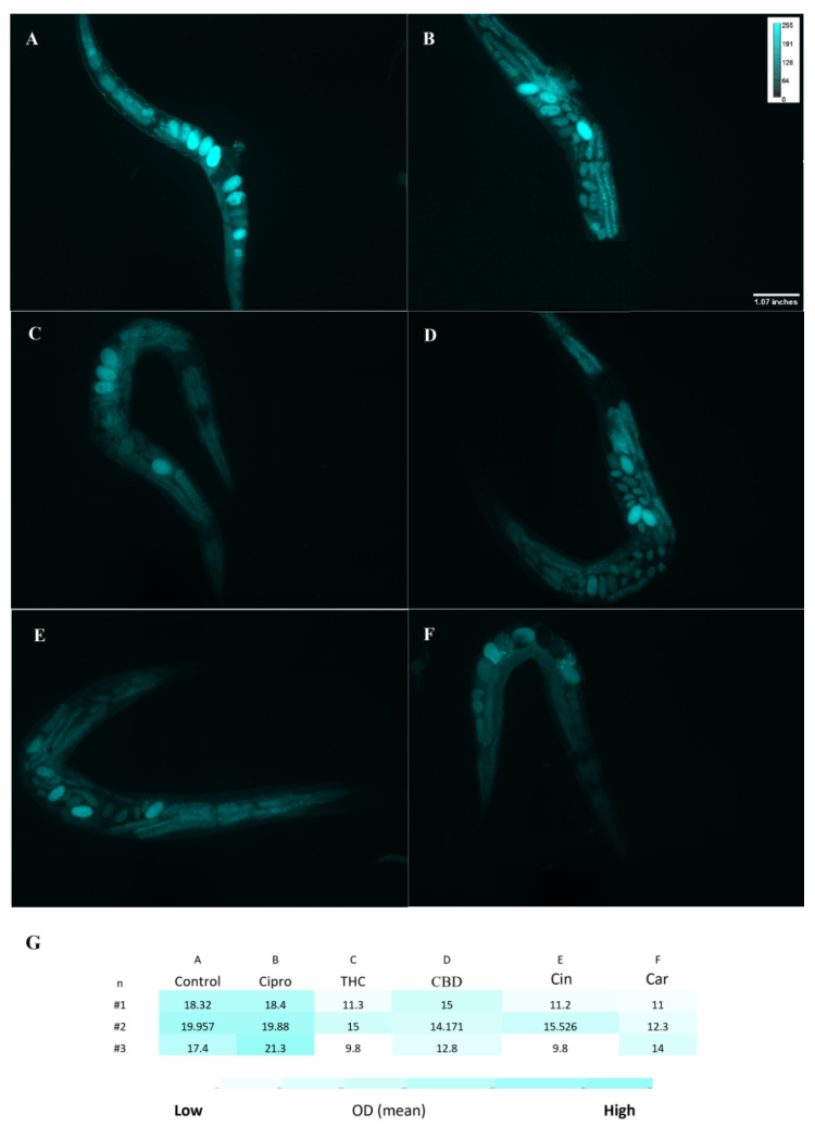 DCFH-DA staining for reactive oxygen species (ROS) level. Fluorescence intensity of all C. elegans ROS levels was measured after exposure to control (PBS) (A), ciprofloxacin (B), THC (C), CBD (D), cinnamaldehyde (E), and carvacrol (F) by DCFH-DA probe. Heatmap on ROS level of C. elegans in the treated and untreated groups showed in panel (G). n = trial number.