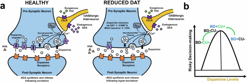 Proposed mechanism for the differential effects of chronic cannabis use (CU) in people with bipolar disorder (BD + ) versus healthy comparison participants (BD-).a Schematic illustrating interactions between dopaminergic and endocannabinergic neurotransmission in a healthy versus reduced-dopamine transporter (DAT) system. b Differential effects of CU on risky decision-making as measured by the Iowa Gambling Task (IGT) in BD + versus BD- individuals may reflect an inverted U-shaped relationship between dopamine levels and risk-based decision-making. Decision-making impairments in BD + non-CU participants are likely driven by elevated baseline dopamine levels, which may be normalized (reduced) by chronic CU. Meanwhile, CU may impair BD- decision-making by reducing dopamine tone to sub-optimal levels. CB1R: cannabinoid receptor 1; GABA: γ-aminobutyric acid; AEA: anandamide.