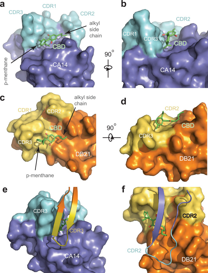 Intermolecular interfaces among CBD, CA14, and DB21.a, b Two orthogonal close-up views of the interface between CBD and CA14. CBD is shown in green and red sticks. CA14 is shown in dark blue surface representation except for three complementarity determining regions (CDRs) highlighted in cyan. c, d Two orthogonal close-up views of the interface between CBD and DB21. DB21 is shown in orange surface representation except for three CDRs highlighted in yellow. e, f Two close-up views of the interface between CA14 and DB21 with CBD sandwiched in the middle. A CDR and its nearby region of a nanobody (shown in cartoon model) directly pack against their equivalent parts in the other nanobody (shown in surface representation).