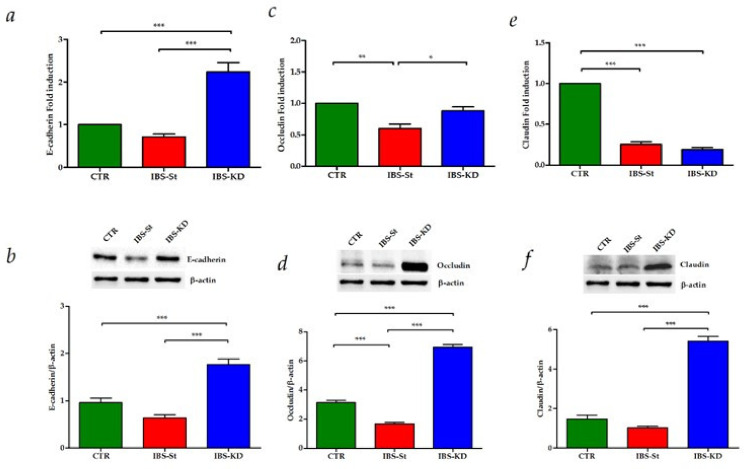 (a,b) E-cadherin gene and protein expression levels, respectively, detected in the control group (CTR), IBS rats fed a standard diet (IBS-St), and IBS rats treated with low-carbohydrate, high-fat ketogenic diet (IBS-KD). (c,d) Occludin gene and protein expression levels, respectively, detected in the control group (CTR), IBS rats fed a standard diet (IBS-St), IBS rats treated with low-carbohydrate, high-fat ketogenic diet (IBS-KD). (e,f) Claudin-1 gene and protein expression levels, respectively, detected in the control group (CTR), IBS rats fed a standard diet (IBS-St), and IBS rats treated with low-carbohydrate, high-fat ketogenic diet (IBS-KD). All data represent the results of three different experiments (mean ± SD). p-value was determined by ANOVA with Tukey’s multiple comparison test * p < 0.05, ** p < 0.01, and *** p < 0.001.