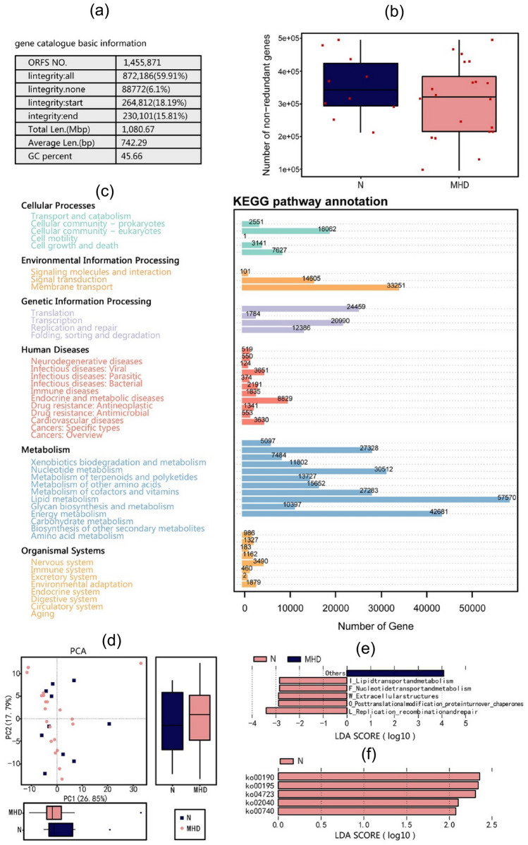 KEGG pathway function annotation of metagenomic sequencing data. a Basic statistical information for metagenomic sequencing analysis. b Box plot showing fewer functional genes in the MHD group. c Statistical analysis of the number of KEGG unigene annotations. The numbers on the bar chart represent the number of unigenes on the annotations, and the other axis lists the codes for each level 1 functional class in each database. d PCA showing differences in KEGG pathway function annotation between MHD and healthy groups. e and f Differences in KEGG pathways between the two groups at KEGG pathway levels 2 and 3, respectively