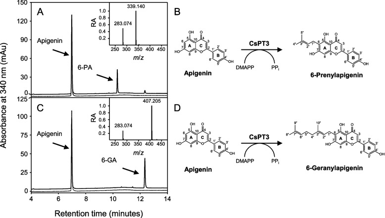 Enzymatic synthesis of 6-PA and 6-GA. Representative HPLC chromatograms and reaction schemes depicting assays with recombinant CsPT3 and apigenin as a substrate along with either DMAPP (A, B) or GPP (C, D) as a prenyl donor are illustrated. Note that the synthesis of 6-PA and its associated mass spectrum (A, inset) and 6-GA and its associated mass spectrum (B, inset) match those of previously isolated 6-PA and 6-GA as indicated in Fig. 1. HPLC chromatograms of assays containing boiled enzyme and the appropriate substrates are indicated by a dashed line
