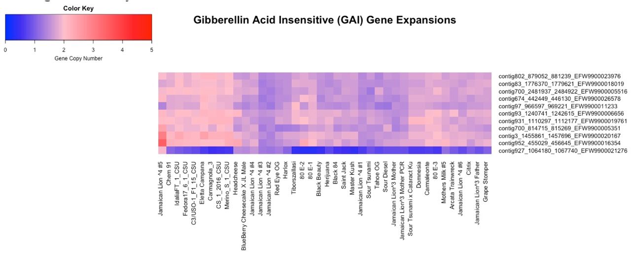 Copy number analysis of 11 Gibberellic Acid lnsenstive (GAI) genes (y-axis) across 40 genomes (x-axis). Two GAI genes are amplified in JL5 (Leftmost and Red) and may be associated with its dwarfism phenotype. Red represents amplified gene copy number and blue signifies deleted genes. Further scrutiny of Gibberellin pathway genetics may lead to a better understanding of cannabis growth and yield.