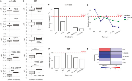Gene expression analysis of A2AR (Adora2a) and CB1R (Cnr1) in mice hippocampus. Boxplots show ΔCt distributions for (A) Adora2a and (B) Cnr1 genes for each treatment compared to its respective control (SHAM‐E for THC; SHAM‐D for CGS and ISTRA; SHAM‐E & D for THC & CGS and THC & ISTRA), with individual data points showing outliers. Because ΔCt values are inversely related to transcript abundance, higher ΔCt values correspond to lower gene expression relative to the reference gene. Statistical significance of the test is shown as p < 0.05 (*), p < 0.01 (**), and p < 0.001 (***); nonsignificant comparisons are unlabeled. Normalized relative expression levels of (C) Adora2a and (D) Cnr1 were calculated by the Livak (2−ΔΔ Ct ) method using averaged ΔCt values relative to Actb (β‐actin). (E) An interaction plot showing the relative expression differences between the two genes across treatment groups. The red dashed line refers to no change in expression. (F) Visualization of the relative gene expression changes across different treatment groups, hierarchically clustered on the left hand side by the Euclidean distance between groups where value 1 refers to no change and anything below or above refers to a downregulation or upregulation, respectively, relative to the control groups.