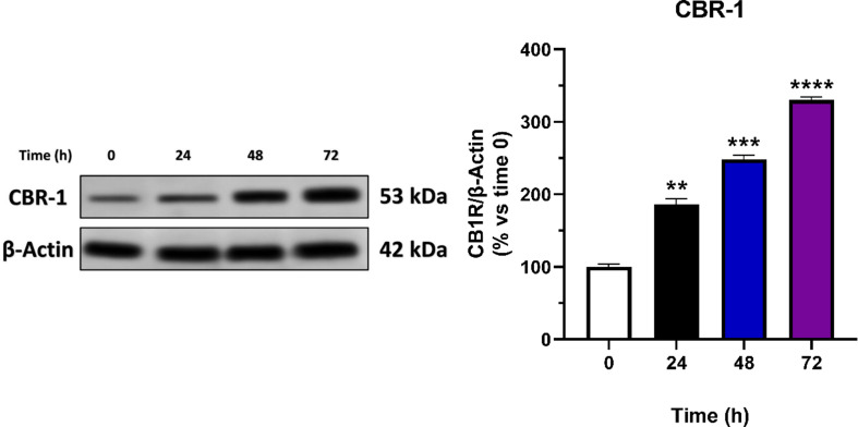 Cannabinoid receptor type 1 (CBR-1) has been shown to increase during the stimulation of the angiogenesis process. HBEC-5i cells were cultured in proangiogenic media supplemented with bFGF (10 ng/mL) for 24, 48, and 72 h. (A) Western blot images were obtained, and densitometric analysis of the CBR-1 bands was conducted using ImageJ software. (B) Quantitative analysis of the CBR-1 expression rates. Data are presented as mean ± SEM (n = 3). (**) indicates p < 0.01. (***) indicates p < 0.001. (****) indicates p < 0.0001