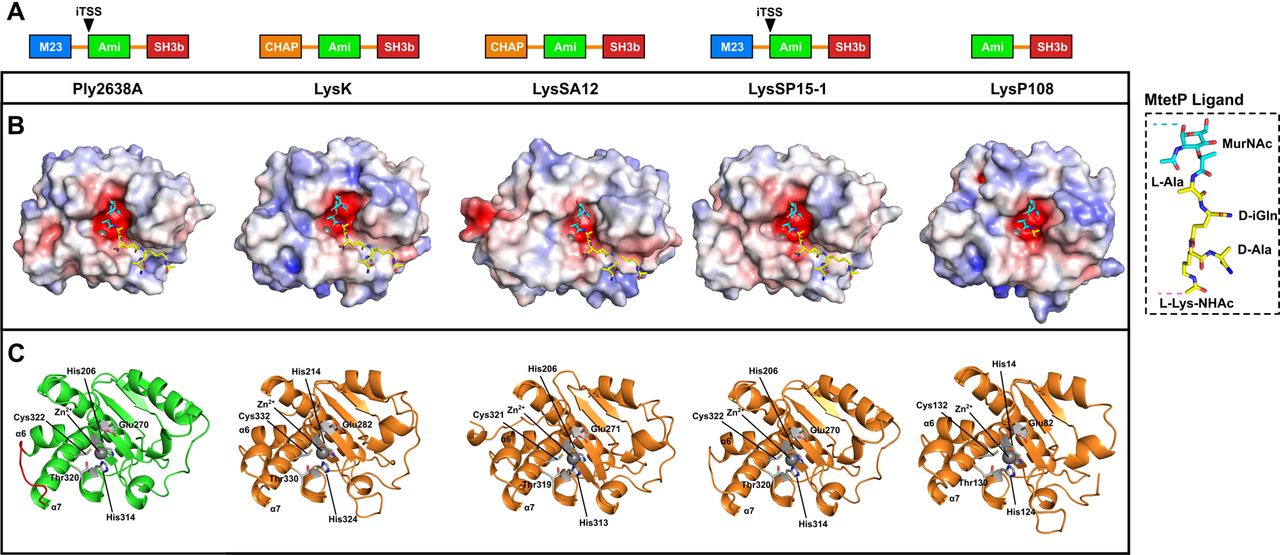 Analysis of representative amidase domains from other staphylococcal phage endolysins.AlphaFold 2.0 (Jumper et al. 2021) was used to generate high confidence models of Ply2638A (reported in Figure 5) as well as representative staphylococcal endolysins LysK (O’Flaherty et al. 2005, Becker et al. 2009), LysSA12 (Son et al. 2018), LysSP15-1 (GenBank: MK075001), and LysP108 (Lu et al. 2021). (A) LysSP15-1 features the same domain architecture as Ply2638A, whereas LysK and LysSA12 have an N-terminal Cysteine, Histidine-dependent Amidohydrolases/Peptidases (CHAP) domain instead of an M23 peptidase at the N-terminus. LysP108 features only an amidase attached to a C-terminal SH3b domain. LysSP15-1 has been predicted to also feature an internal translational start site akin to Ply2638A (Pinto et al. 2022). (B) Molecular surfaces of all four amidase domains colored according to their electrostatic surface potential generated by APBS (±5 kT/e); red, negatively charged; white, neutral; and blue, positively charged regions. The muramyltetrapeptide (MtetP) ligand representative of S. aureus peptidoglycan was modelled into the negatively charged active site by superpositioning with the MtetP co-crystallized structure of S. aureus autolysin, AmiA (PDB ID: 4KNL; Z-score 18.2; RMSD 2.3 Å) (Büttner et al. 2014). (C) Cartoon representations of the same amidase domains colored green (Ply2638A) and orange (others) with catalytic and Zn2+ coordinating residues colored white and shown as sticks. The α6 and α7 loop region of Ply2638A is also colored red and features an additional helical segment in LysK and LysSA12. All models presented high structural similarity to the amidase of Ply2638A with LysK, LysSA12, LysSP15-1, and LysP108 superpositioning with an RMSD (all atoms) of 0.75 Å, 0.80 Å, 0.22 Å, and 0.54 Å, respectively.