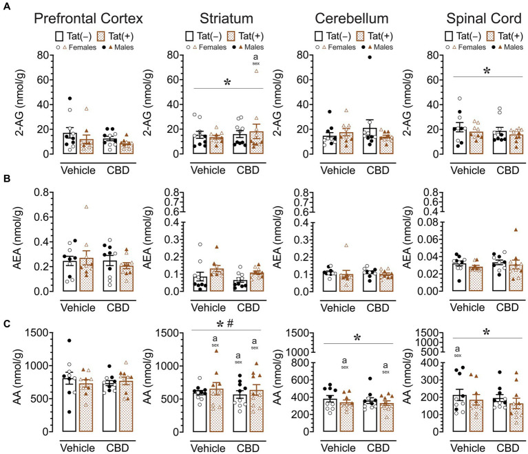 2-AG, AEA, and AA levels (nmol/g) were not affected by acute CBD (30 mg/kg) exposure and only minimal effects were noted for Tat expression on AA, but 2-AG and AA demonstrated sex differences in CNS regions. Concentration of 2-AG, AEA, and AA were assessed in the prefrontal cortex, striatum, cerebellum, and spinal cord for vehicle and acute CBD-treated Tat transgenic mice via LC/MS/MS. Lipid concentration were normalized to nmol/g of tissue. Note that no effects or interactions were noted for acute CBD administration on any measure. (A) 2-AG levels in the striatum and spinal cord were altered by sex, but significant differences between groups were only noted for the striatum, with higher 2-AG levels in CBD-exposed female mice compared to males. (B) AEA levels demonstrated no significant effects for any CNS region. (C) AA levels demonstrated a significant main effect of sex for the striatum, cerebellum, and spinal cord. AA levels in the striatum, cerebellum, and spinal cord were significantly lower in female mice compared to males in specific groups. Also, a significant sex x genotype interaction was noted for the striatum, but no significance group differences were found for multiple comparisons. All data are expressed as mean ± the standard error of the mean (SEM). Statistical significance was assessed by ANOVAs followed by Tukey’s post hoc tests when appropriate; *p < 0.05 main effect of sex; #p = 0.009 sex × genotype interaction; ap < 0.05 females vs. males within the group specified by the vertical bar. CBD dose = 30 mg/kg. n = 9–10 mice per group; open circles and open triangles are female data points, closed circles and closed triangles are male data points.