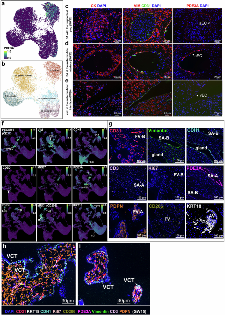 Molecular and spatial validation of arterial endothelial cell markers.(a-b) UMAPs showing specific expression of PDE3A in arterial endothelial cells (aECs) (a) among all endothelial subtypes in Schupp et al.31 (b). (c-e) Immunolocalization validating PDE3A as an aEC marker in spiral arteries (SA). aECs in SA with (c) or without trophoblast plugs (d) are VIM+, CD31+, and PDE3A+. Trophoblast plugs and partial loss of aECs along vessel wall confirm arterial identity. PDE3A is absent from venous ECs (e), which lack dense surrounding CK+ trophoblasts. Representative images from one of three biological replicates were shown. (f) UMAPs of snRNA-seq data showing specific expression of nine marker genes selected for the CODEX panel. (g) Single-channel CODEX images (GW15 basal plate) illustrating spatial localization of each marker: CD3 (T cells), CDH1 (endometrial epithelium and cytotrophoblasts), PDPN (lymphatic endothelium and fetal fibroblasts), Vimentin (decidual stromal cells and subsets of vascular/lymphatic endothelium), CD31 (ECs), CK18 (KRT18, cytotrophoblasts), CD206 (macrophages and Hofbauer cells), and PDE3A (aECs and perivascular smooth muscle). SA, spiral artery; FV, floating villi; AV, anchoring villi. (h–i) Representative zoomed views showing VCT-specific CDH1 expression (cyan; arrows) in placental villi (GW15 basal plate).