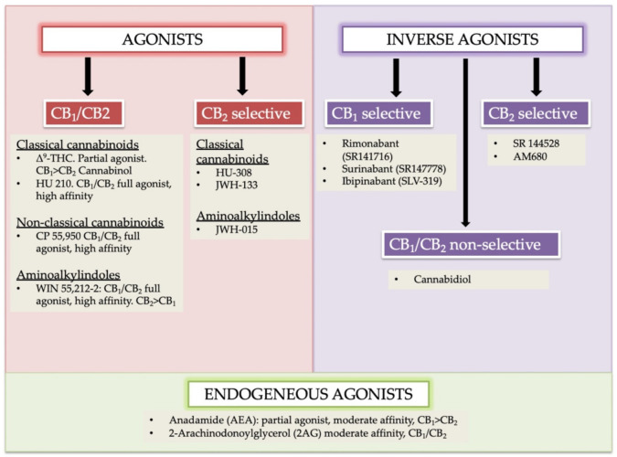 Agonists, antagonists, and endogenous agonist cannabinoids and their sub-types. Endogenous agonists: AEA and 2-AG; Exogenous agonist Δ9-tetrahydrocannabinol (Δ9-THC). The key psychoactive cannabis module, synthetic derivatives, HU 210, HU 308, CP 55,940 are identified. These compounds are commonly used as pharmacologic tools. Modified and reprinted from Ref. [24] with permission from Elsevier. License Number: 5066110366934. Abbreviation: CB1 (cannabinoid receptor 1); CB2 (cannabinoid receptor 2); HU-210, (highly potent cannabinoid receptor agonist); JWH-015 (a selective CB2 agonist); JWH-133 (a potent selective CB2 agonist); SR141716 (Rimonabant, a selective CB1 receptor antagonist or an inverse agonist); SR141716 (Rimonabant, a selective CB1 receptor antagonist or an inverse agonist); HU-308 (cannabidiol (CBD)-derivative drug); SLV 319 (a potent and selective CB1 receptor antagonist); CP 55,950 (a synthetic cannabinoid).