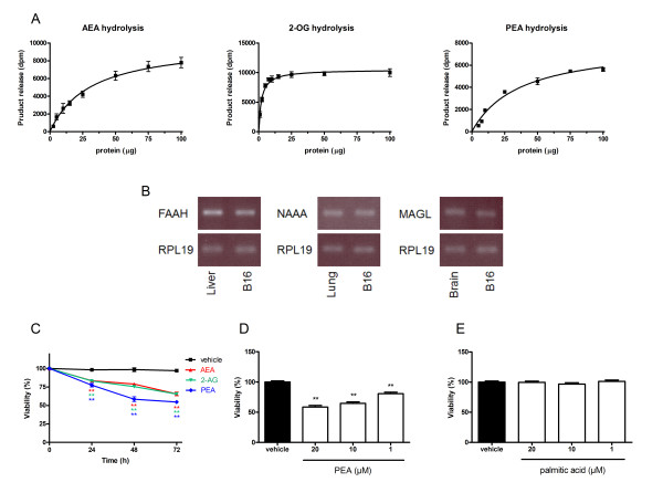 Enzymatic hydrolysis and cytotoxicity of AEA, 2-AG and PEA in B16 melanoma cells. (A) Enzymatic activities for AEA, 2-AG and PEA hydrolysis were measured in B16 cell homogenates using [3H]-AEA, [3H]-2-OG and [3H]-PEA, respectively. Data are the mean of three experiments performed in duplicate. (B) B16 cells express endocannabinoid degrading enzymes FAAH, NAAA and MAGL. Detection of mRNA was performed by RT-PCR using respectively mouse liver, lung and brain as control and RPL19 as house keeping gene (blot representative of three). (C) The endocannabinoids AEA, 2-AG and PEA decrease B16 cell viability. Cells were seeded 5 h before treatment (2000 cells/well in microwells) and incubated with 10 μM of endocannabinoids. After 24 h, 48 h or 72 h of treatment, cytotoxicity was assessed by a MTT test. Data are expressed as percentage of the vehicle control and are the mean of three experiments performed in quintuplicate. Significantly different (**P < 0.01) from vehicle incubation. (D) PEA dose-dependently decreases B16 cell viability. The cells were incubated with 1 μM, 10 μM and 20 μM of PEA. After 72 h of treatment, cytotoxicity was assessed by a MTT test. Data are expressed as percentage of the vehicle control and are the mean of three experiments performed in quintuplicate. Significantly different (**P < 0,01) from vehicle incubation. (E) Palmitic acid does not decrease B16 viability. The cells were incubated with 1 μM, 10 μM and 20 μM of palmitic acid. After 72 h of treatment, cytotoxicity was assessed by a MTT test. Data are expressed as percentage of the vehicle control and are the mean of three experiments performed in quintuplicate.