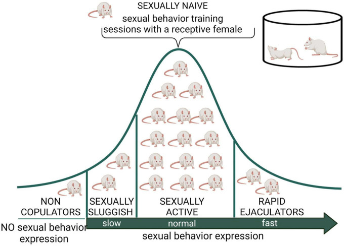 Distribution of male rat sexual populations. When sexually naïve male rats are exposed to a receptive female, most animals will display sexual behavior and its copulatory pattern will become stable after several training sessions. However, there is an intra-specific variability in this species, expressed in at least three subpopulations in terms of sexual behavior expression. The non-copulating male rat, representing around 20% of the population, is constituted by apparently normal and healthy animals that will not mate despite repeated exposure to sexually receptive females (Beach, 1942). The sexually sluggish male, whose incidence is highly variable but always present in rat populations, requires long latencies to initiate copulation and to achieve ejaculation (e.g., with ejaculation latencies longer than 30 min) that are not reduced by repeated sexual experience. The rapid ejaculators are animals that ejaculate in extremely short periods of time and therefore achieve 4–5 ejaculations in 30 min (normal males usually display a couple of ejaculations in that period) (Pattij et al., 2005). Non-copulating, sexually sluggish and rapid ejaculating male rats are naturally occurring sub populations that might model human sexual dysfunctions such as male hypoactive sexual desire disorder and asexuality, lifelong delayed ejaculation, and premature ejaculation, respectively. Created with BioRender.com.