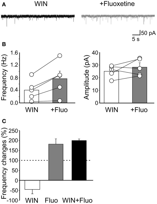 Fluoxetine-induced increase of mGPSCs frequency does not involve CB1 receptor-positive GABAergic interneurons. (A) Sample traces of mGPSCs recorded in the presence of WIN55,212-2 (1 μM) and WIN55,212-2 plus fluoxetine (20 μM). (B) Summary plots of the mean frequency (n = 5; p = 0.02) and amplitude (n = 5; p = 0.3) of mGPSCs recorded in the presence of WIN55,212-2 (white columns) and WIN55,212-2 plus fluoxetine (gray columns) for all cells tested (±SEM). (C) Frequency changes (as percentage of controls) induced by bath application of WIN55,212-2 (white), fluoxetine (grey) and fluoxetine plus WIN55,212-2 (black). Note that while WIN55,212-2 depressed the frequency of mGPSCs fluoxetine increased it. In addition, a similar percentage increase of mGPSCs frequency occurred when fluoxetine was applied alone or in the presence of WIN55,212-2.