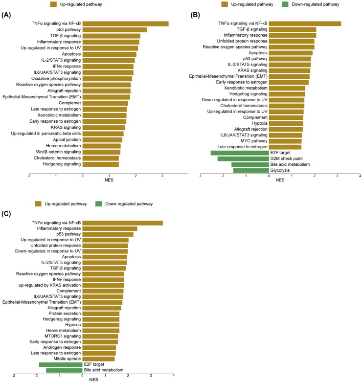 Gene Set Enrichment Analysis (GSEA) of differentially expressed genes from (A) sorafenib treatment alone, (B) cannabis extract treatment alone, and (C) combination treatment with sorafenib and cannabis extract. Enrichment analysis was performed using the h.all.v5.1.symbols.gmt [Hallmark] gene set collection with 1000 permutations. Gene sets with nominal p-value < 0.05 and FDR q-value < 0.05 were considered significantly enriched. Enrichment plots were generated using SR plot (http://www.bioinformatics.com.cn/Srplot, accessed on 6 May 2026) (n = 3).