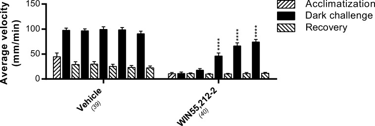 The effect of WIN55,212-2 on average swimming velocity upon repeated dark challenges. The response to repeated dark challenges did not significantly change in vehicle-treated larvae. WIN55,212-2 (2 μM) abolished the response to the first two dark challenges, but a reduced effect of this Cnr1 agonist was observed on the response to the third, fourth, and fifth dark challenges, indicating receptor desensitization. Group sizes are reported in parentheses. Data shown are means ± SEM. A significant difference compared to the first dark challenge is indicated. ****P ≤ 0.0001